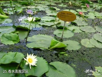 三水荷花世界-香水莲观赏区照片