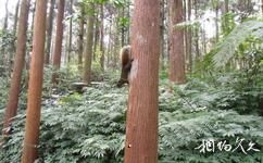 台灣溪頭森林公園（溪頭自然教育園區）旅遊攻略之松鼠