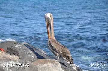 厄瓜多加拉帕戈斯群島-鵜鶘照片