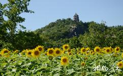 上海辰山植物園旅遊攻略之金葵花展