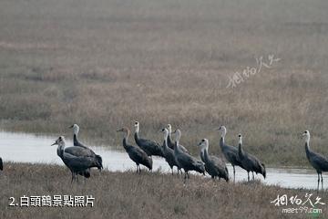 上海崇明東灘鳥類國家級自然保護區-白頭鶴照片