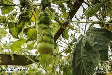 贵阳蓬莱仙界·白云休闲农业旅游景区-奇瓜异果长廊照片
