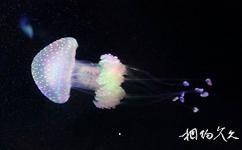 青岛水族馆旅游攻略之澳洲斑点水母