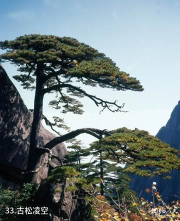 陕西南宫山国家森林公园-古松凌空照片