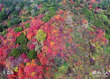 济南九如山瀑布群风景区-森林照片