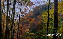 米倉山國家森林公園旅遊攻略之天然畫廊