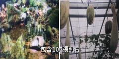 萬州同鑫蔬菜大觀園驢友相冊
