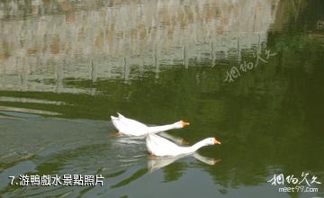 杭州大清谷-游鴨戲水照片