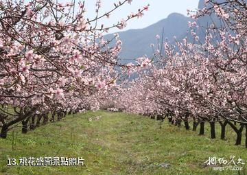 仙居官坑風景區-桃花盛開照片