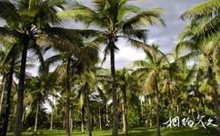 中科院西双版纳热带植物园旅游攻略之棕榈园