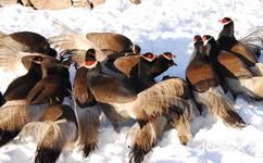 山西龐泉溝國家級自然保護區旅遊攻略之褐馬雞