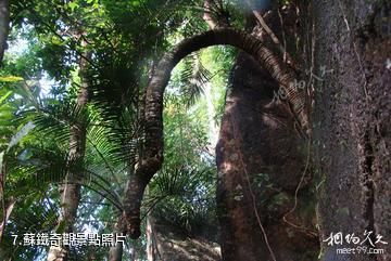 海南吊羅山國家森林公園-蘇鐵奇觀照片
