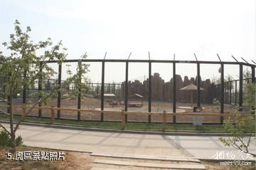 東營黃河三角洲動物樂園-虎區照片