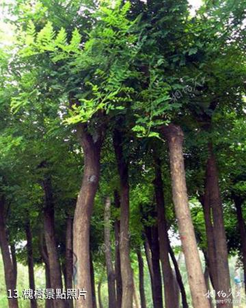 忻州市定襄鳳凰山景區-槐樹照片