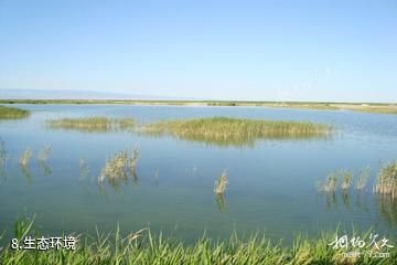 新疆艾比湖-生态环境照片