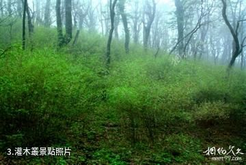 巴中南陽森林公園-灌木叢照片