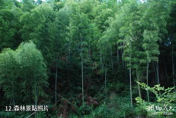 湖南龍窖山風景區-森林照片