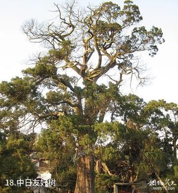 铜川药王故里-中日友好树照片