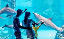 珠海长隆海洋王国旅游攻略之海豚保育中心