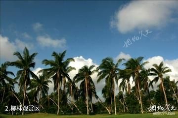 文昌椰子大观园-椰林观赏区照片