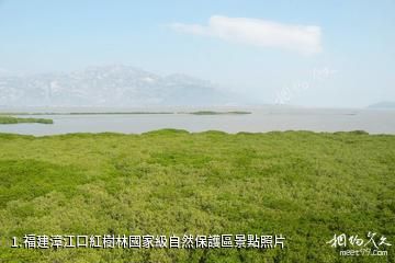 福建漳江口紅樹林國家級自然保護區照片