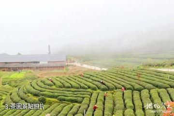 竹溪龍王埡茶文化旅遊區-茶園照片