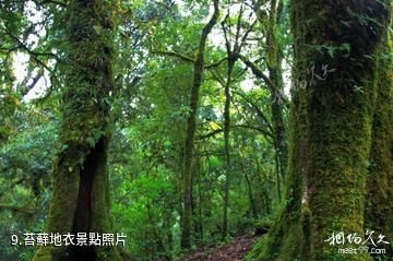 雲南哀牢山國家級自然保護區-苔蘚地衣照片