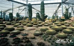 中科院华南植物园旅游攻略之美洲沙漠植物区