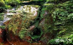 燕子岩国家森林公园旅游攻略之生命之源