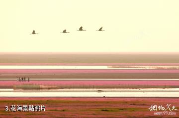 余干大明花海-花海照片