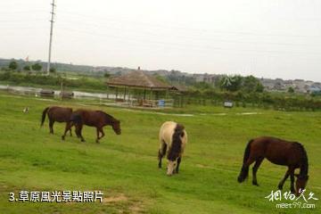 南京淳化山田牛奶園景區-草原風光照片