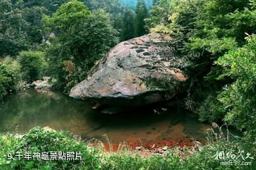 習水國家森林公園-千年神龜照片