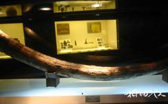大連旅順博物館旅遊攻略之猛獁象門齒化石