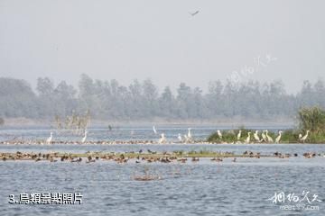 漢壽西洞庭湖國家城市濕地公園-鳥類照片