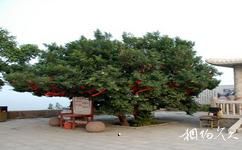 錦州筆架山旅遊攻略之菩提樹