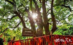 来宾蓬莱洲时光岛旅游攻略之爱情杨桃树