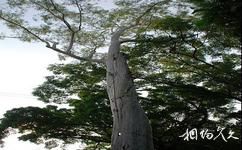 珠海唐家共乐园旅游攻略之美人树