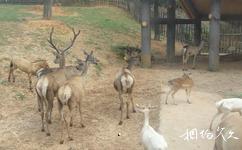 長沙生態動物園旅遊攻略之亞洲食草區