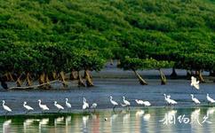 深圳红树林自然保护区旅游攻略之赏鸟