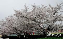 栾城樱花公园旅游攻略之樱花盛开