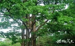 神农架红坪旅游攻略之七姊妹树