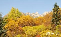 甘肅蓮花山國家級自然保護區旅遊攻略之森林