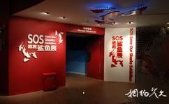 上海海洋水族館旅遊攻略之SOS拯救鯊魚展