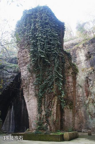 浙江吼山风景区-藤抱石照片