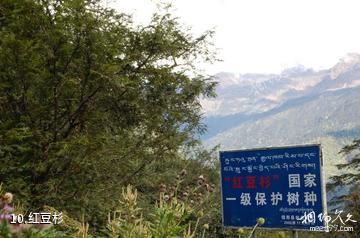 西藏勒布沟景区-红豆杉照片