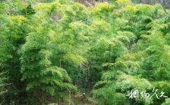 汉中天台森林公园旅游攻略之竹林青葱