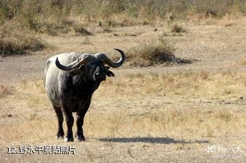 肯亞馬賽馬拉國家保護區-野水牛照片