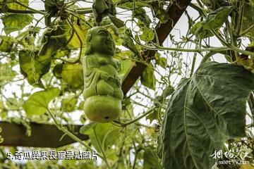 貴陽蓬萊仙界·白雲休閑農業旅遊景區-奇瓜異果長廊照片
