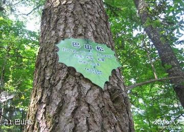 十堰伏龙山风景区（赛武当）-巴山松照片