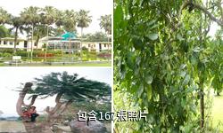 中科院西雙版納熱帶植物園驢友相冊